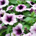 Can Petunias Survive Frost?