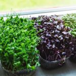 Can You Dehydrate Microgreens? Find Out the Answer Here!