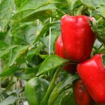 Are Bell Pepper Leaves Edible?