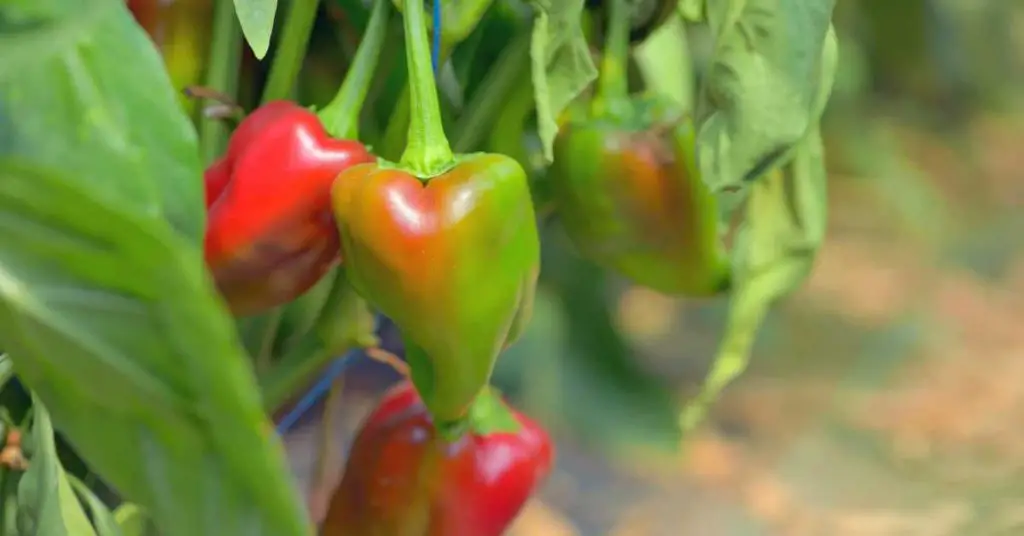 Can Peppers Cross-Pollinate With Tomatoes
