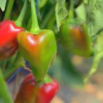 Can Peppers Cross-Pollinate With Tomatoes?