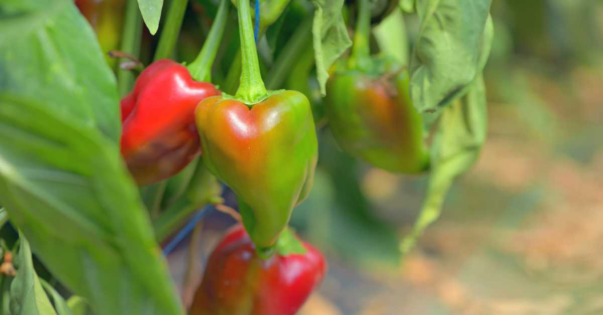 Can Peppers Cross-Pollinate With Tomatoes?
