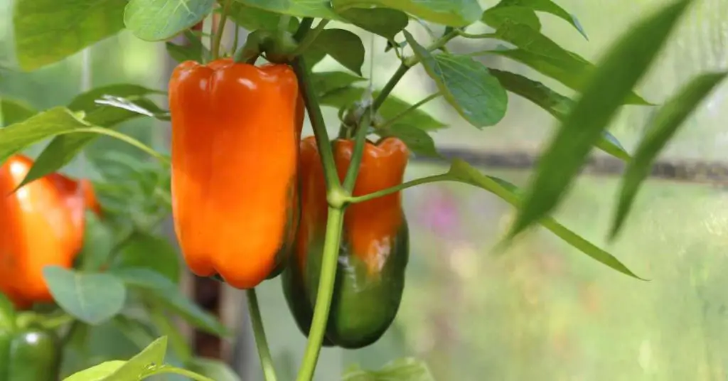 Can Peppers Cross-Pollinate With Tomatoes