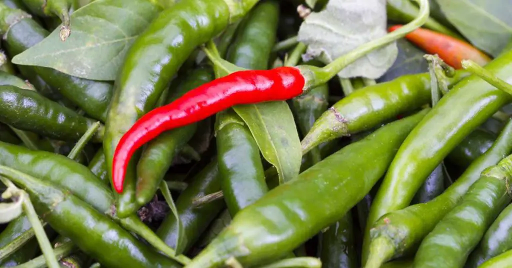 What to do with green cayenne peppers