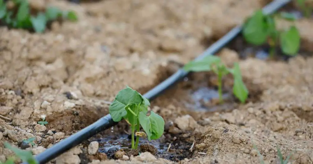 adding fertilizer to irrigation system