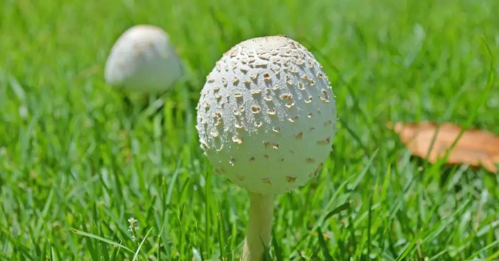 Are Lawn Mushrooms Poisonous