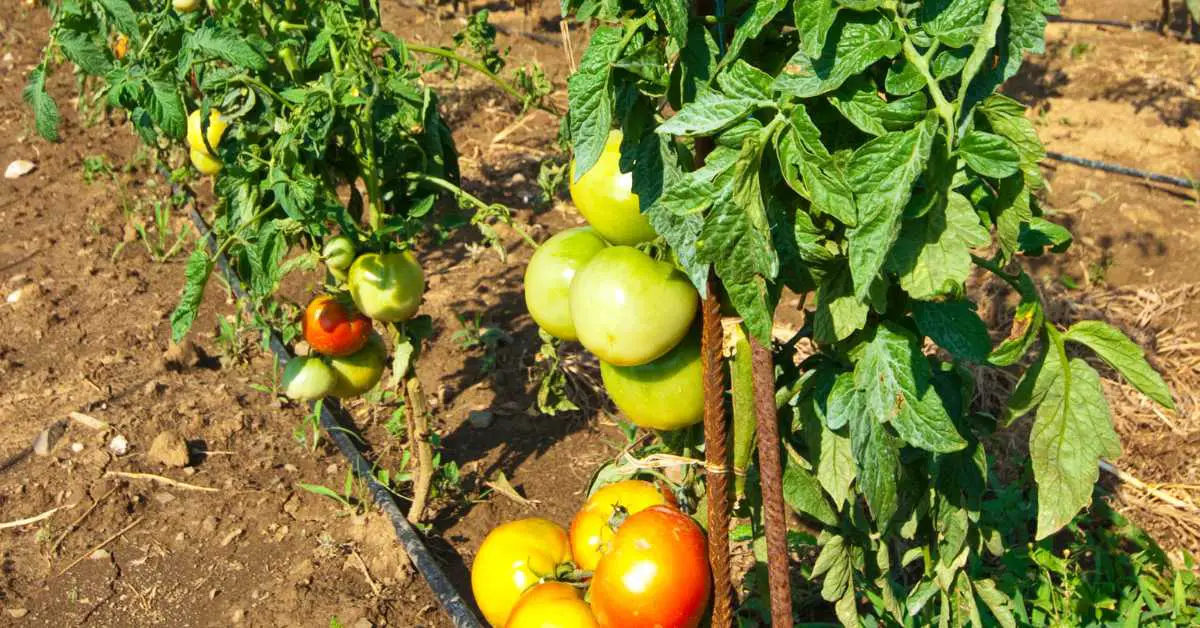 How Much Sunlight Do Tomatoes Need? Unlock Their Full Potential!