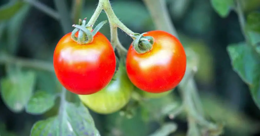 can you pick cherry tomatoes when they are green