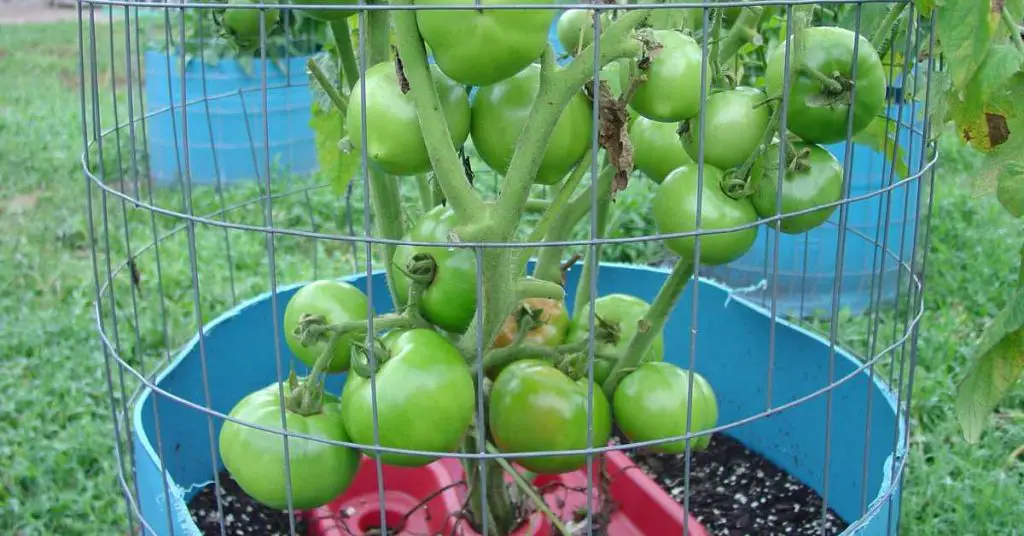 how many tomato plants per 5 gallon bucket