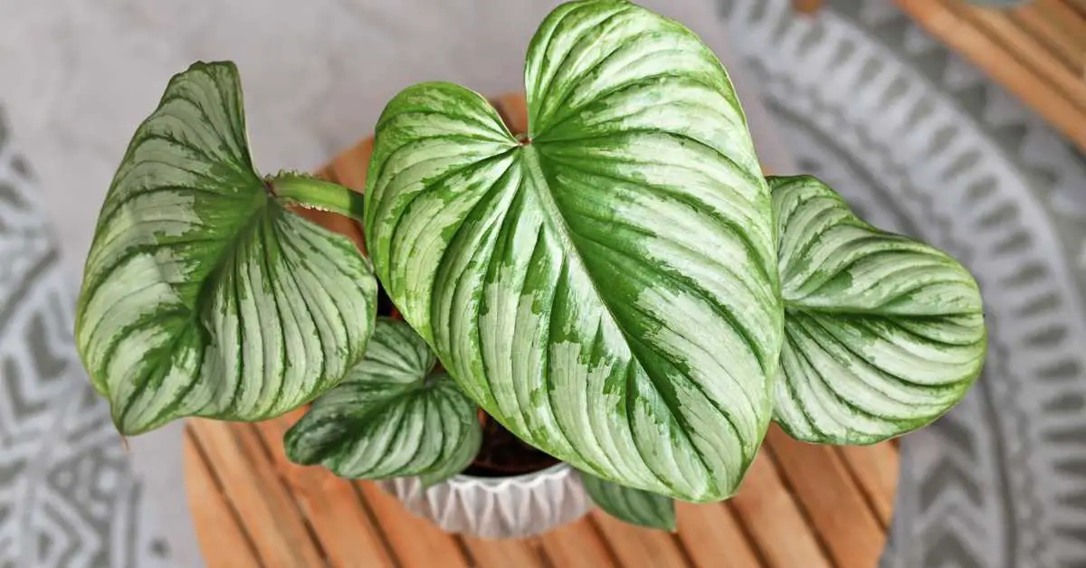 Philodendron Mamei: Care, Growth, and More