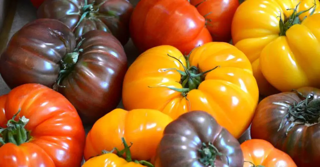 best tasting tomatoes for sandwiches