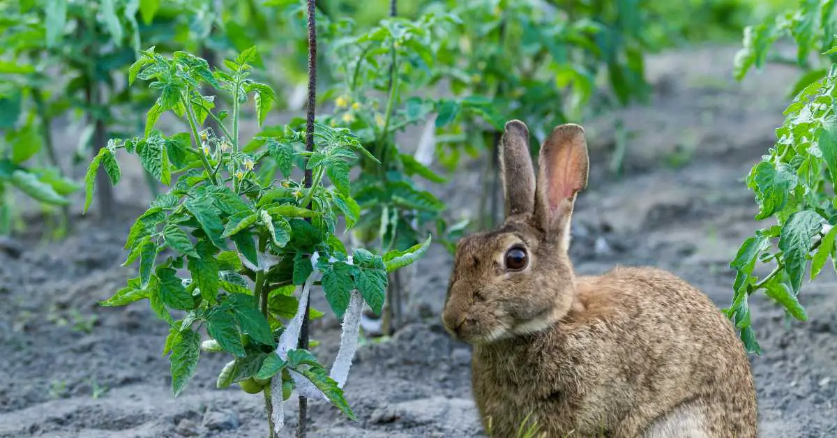 Do Rabbits Eat Tomato Plants?