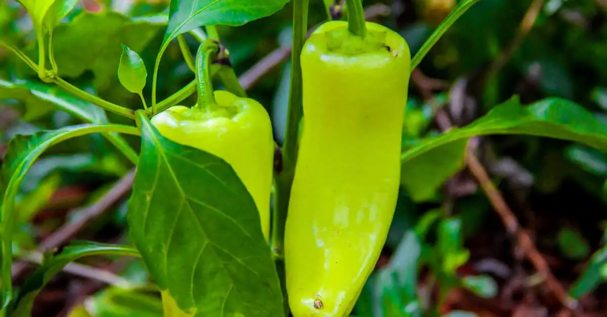 How To Grow Banana Peppers In Your Garden