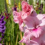 Do Gladiolus Come Back Every Year? Unraveling the Mystery of These Vibrant Bloomers