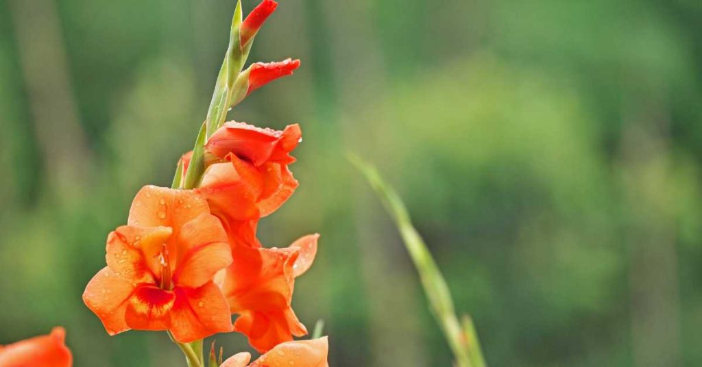 Do Gladiolus Come Back Every Year