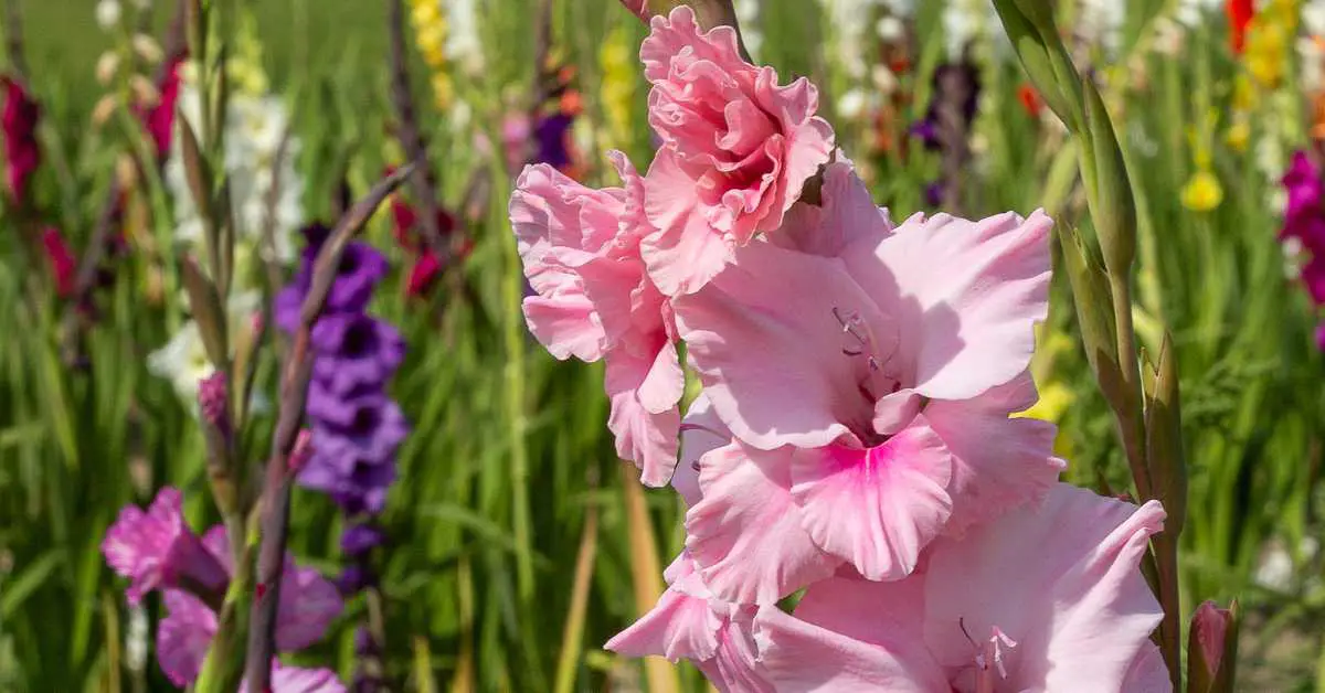 Do Gladiolus Come Back Every Year? Unraveling the Mystery of These Vibrant Bloomers