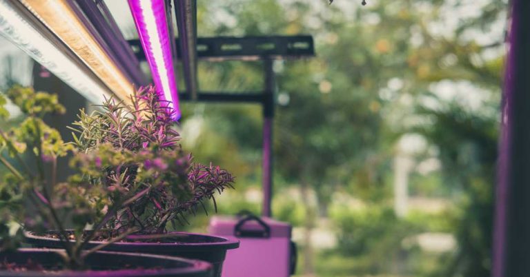 grow light vs sun