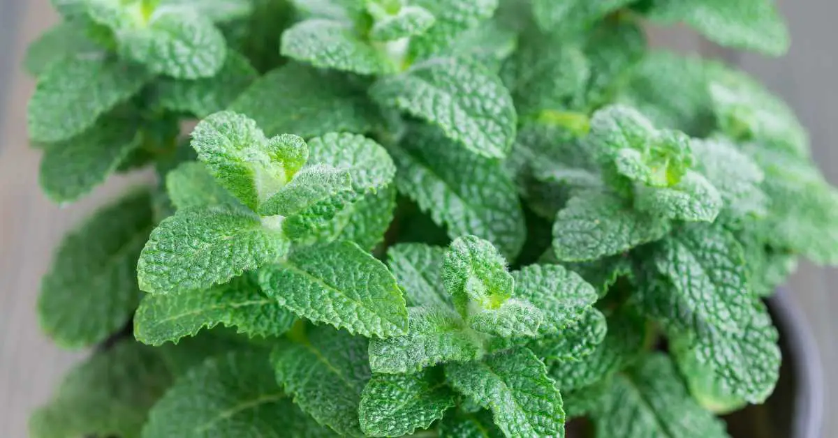 Growing Mint in Pots: The Complete Guide