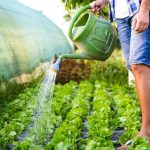 How Often Should I Water My Vegetable Garden?