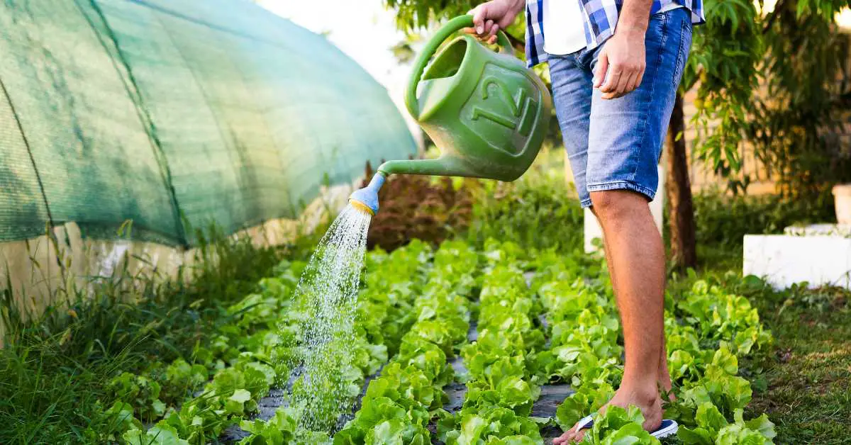 How Often Should I Water My Vegetable Garden?