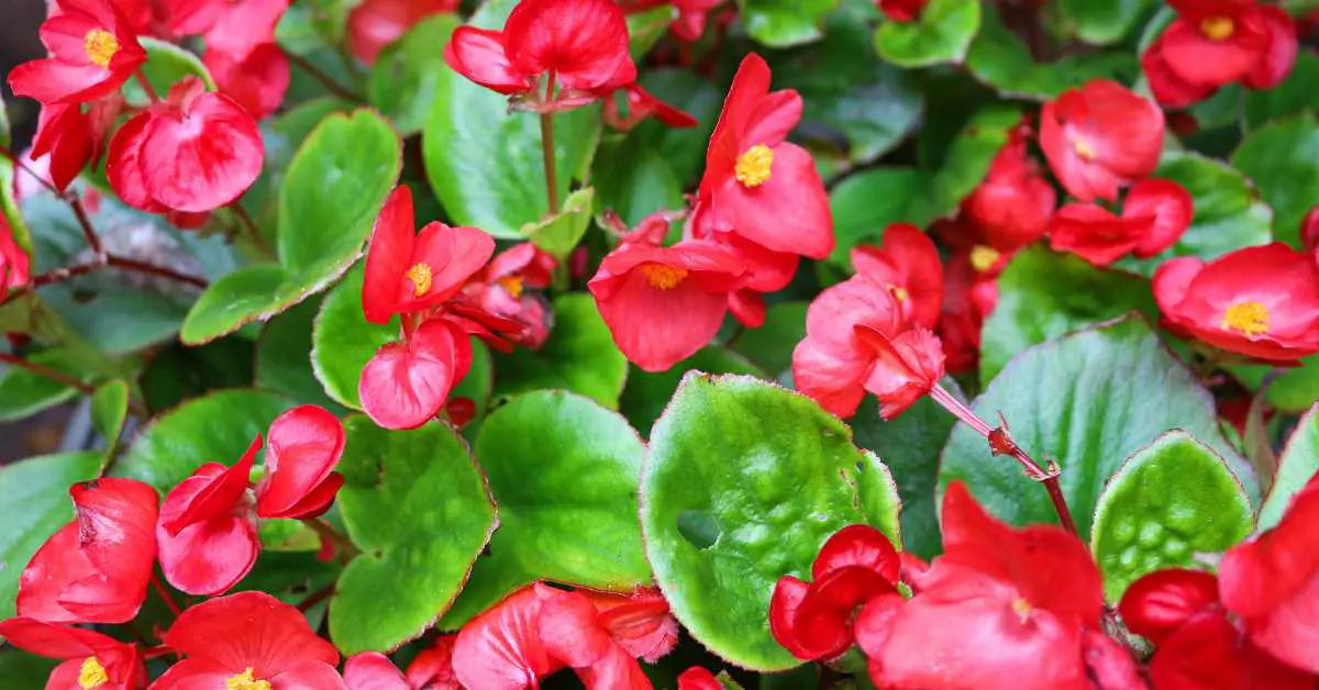 Do Begonias Come Back Every Year?
