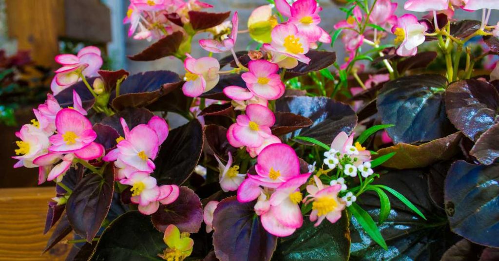 Do Begonias Come Back Every Year