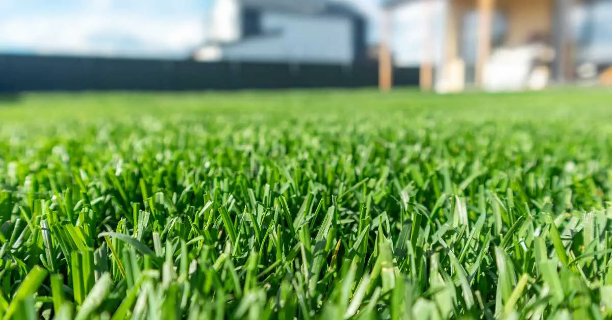 Can I Fertilize My Lawn In The Summer? 5 Summer Lawn Care Tips