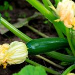 Do You Need 2 Zucchini Plants To Get Fruit?
