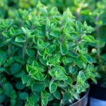 Growing Oregano In Pots: The Complete Guide