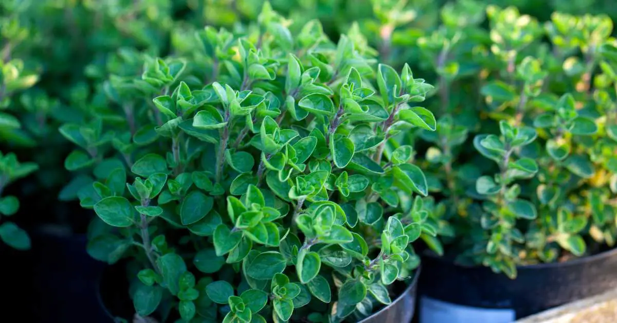 Growing Oregano In Pots: The Complete Guide