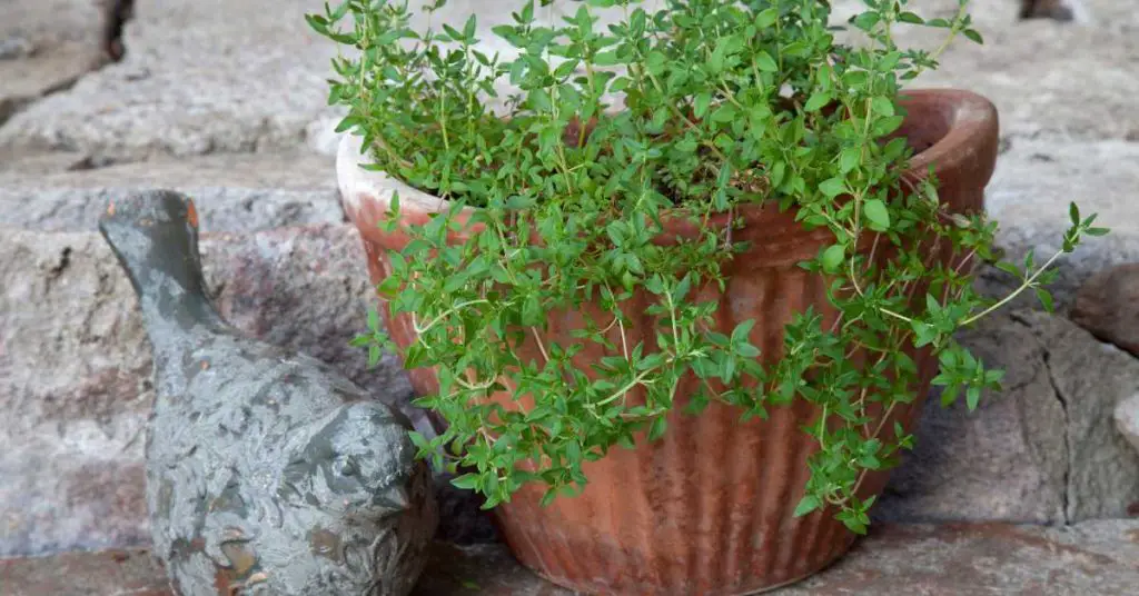 growing thyme in pots