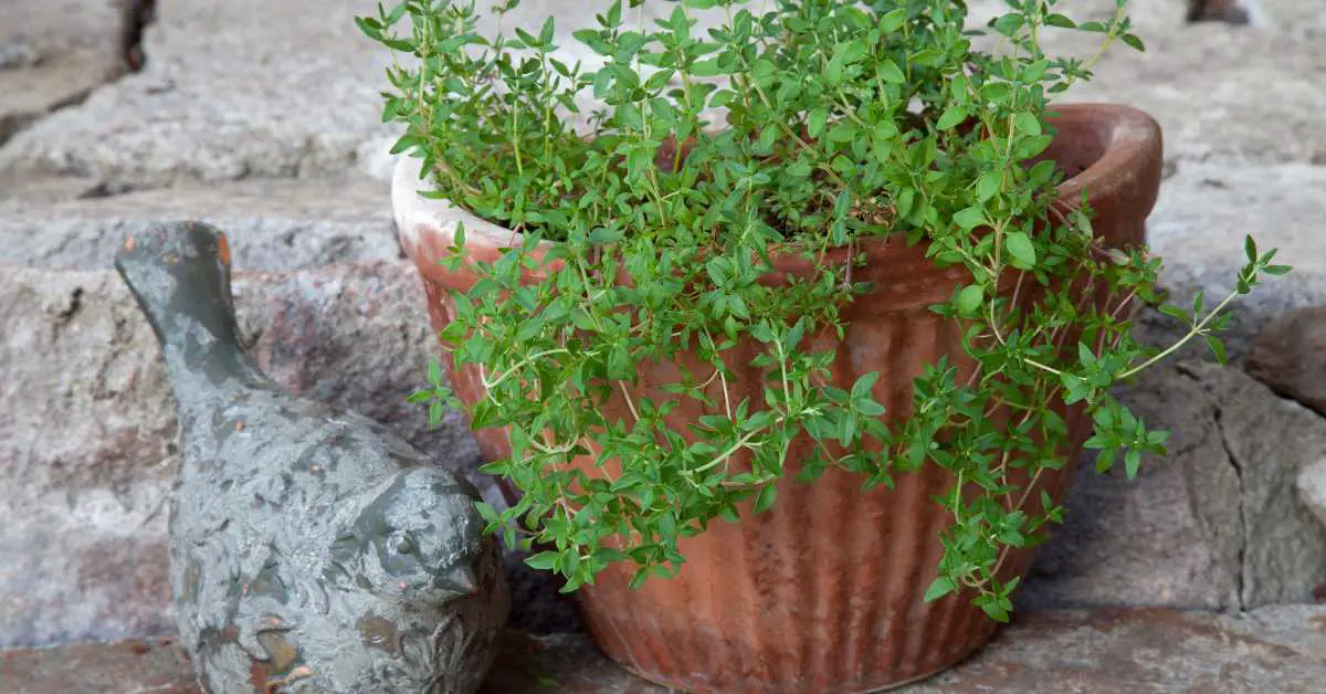 Growing Thyme In Pots: The Complete Guide