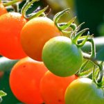How To Grow Cherry Tomatoes In a Hanging Basket