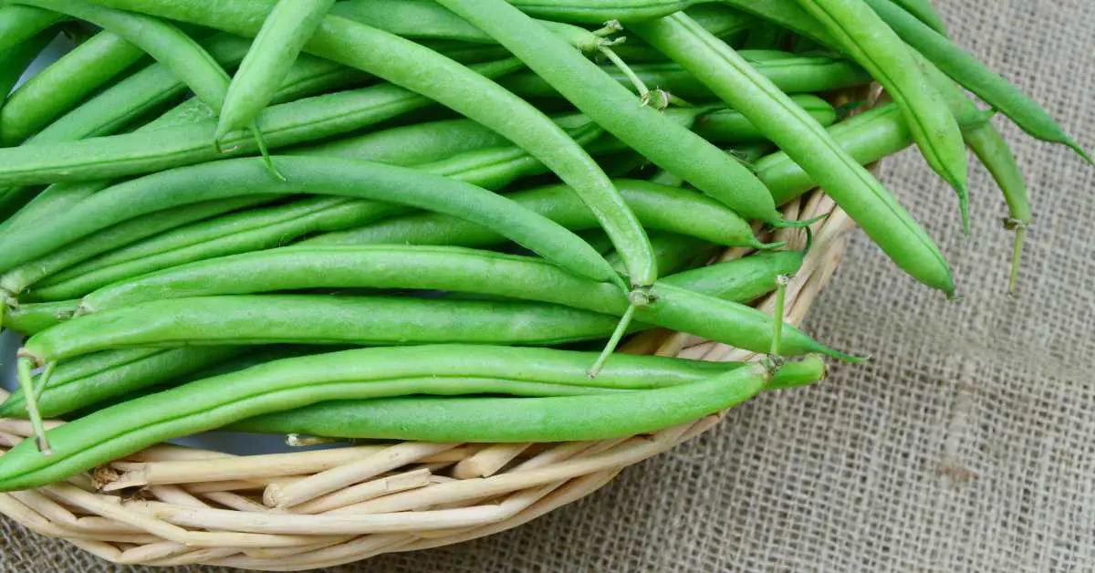 Bush Beans VS Pole Beans: What Are The Differences?