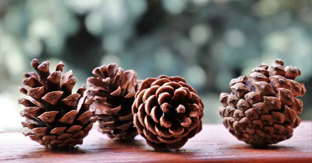 Can You Burn Pine Cones in a Fire Pit