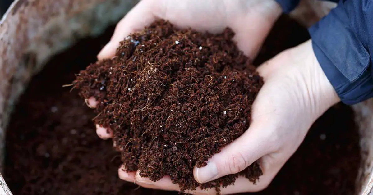 How To Grow Hydroponic Plants With Coco Coir?