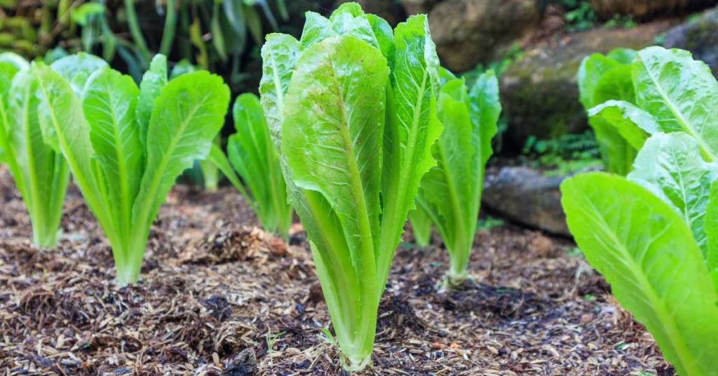 Will Romaine Lettuce Regrow After Cutting