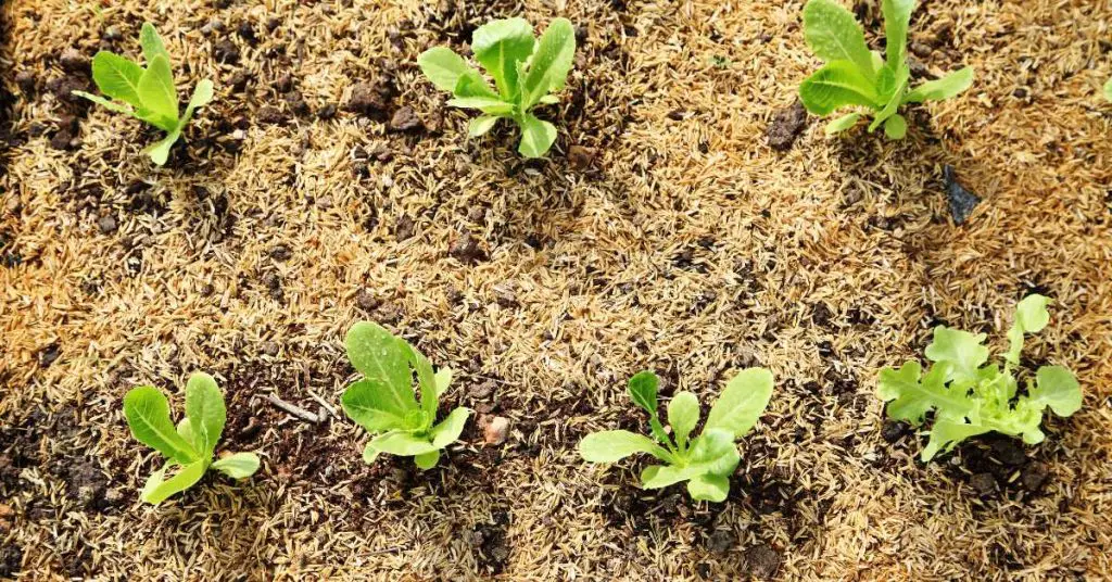 Can Seeds Grow Through Mulch