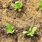 Can Seeds Grow Through Mulch?