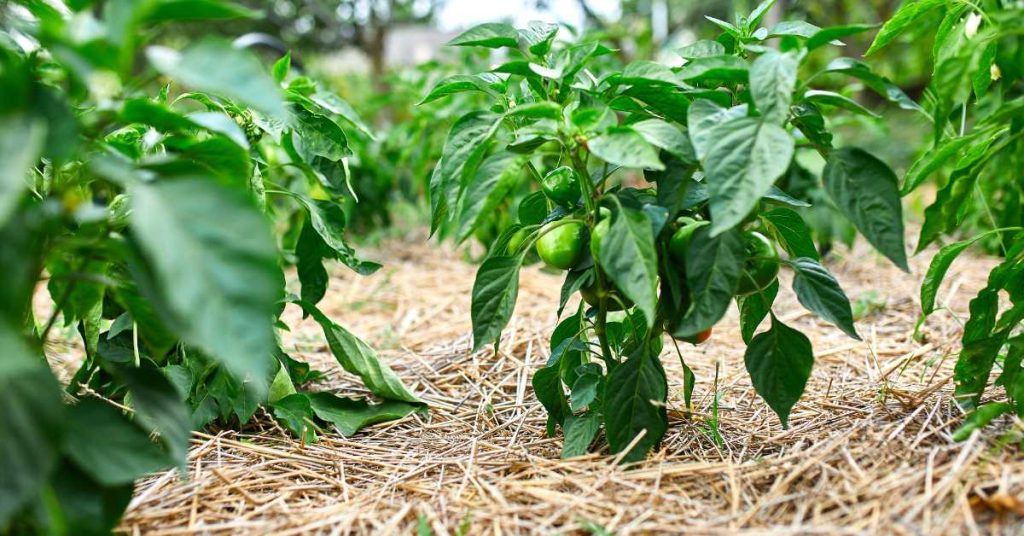 How To Make Peppers Grow Faster
