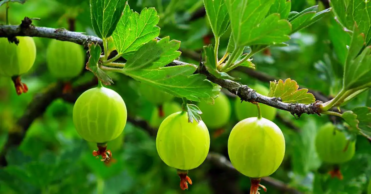 How To Grow Gooseberry From Seed