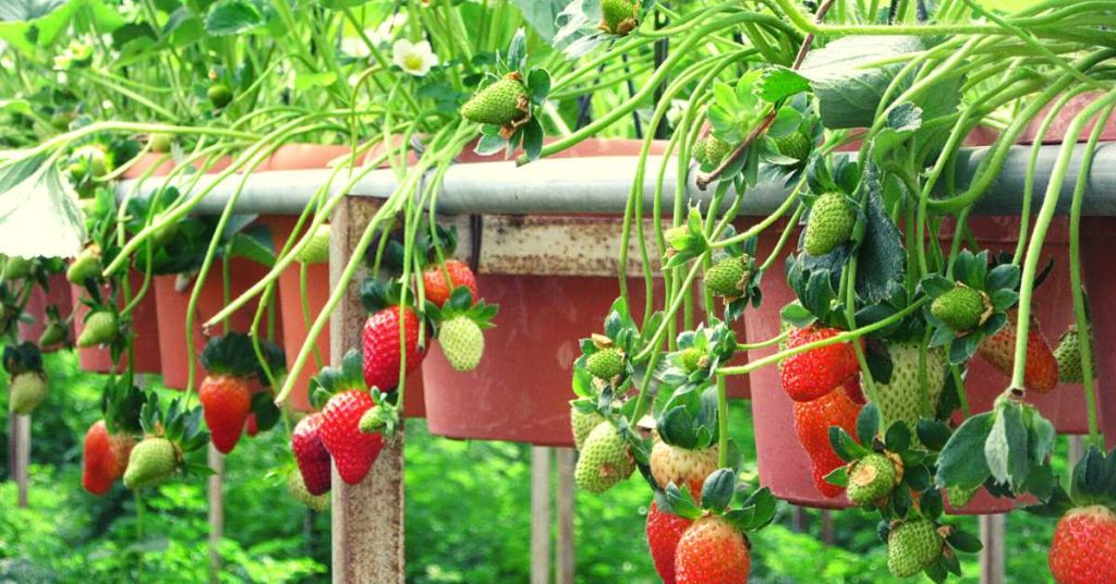 Are Hydroponic Strawberries Better