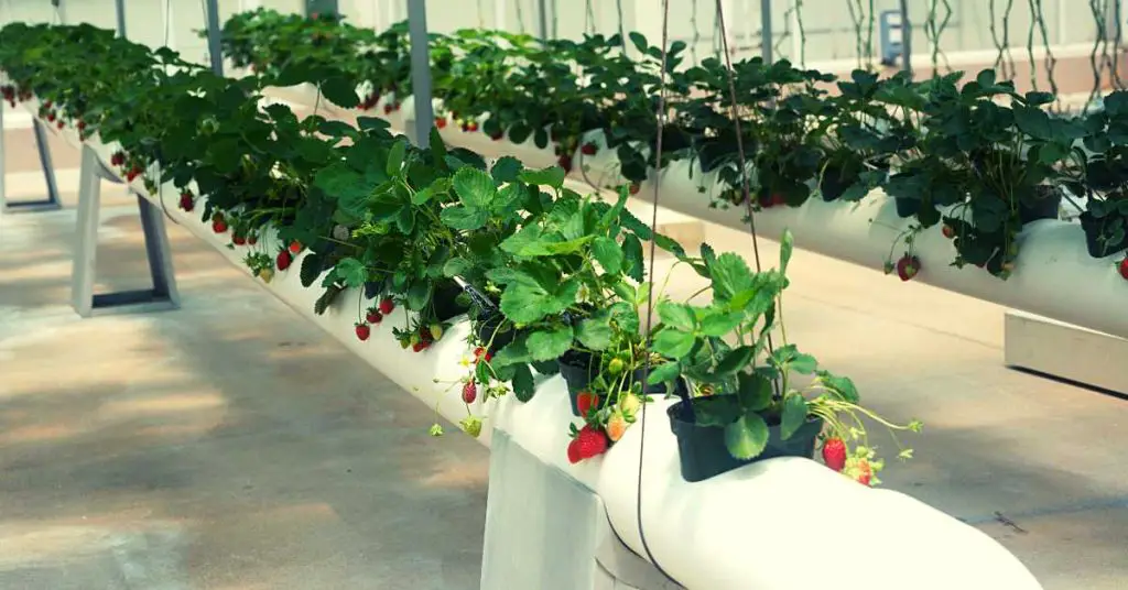 Are Hydroponic Strawberries Better