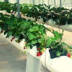 Are Hydroponic Strawberries Better?
