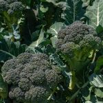 How To Grow Broccoli In Containers: The Complete Guide
