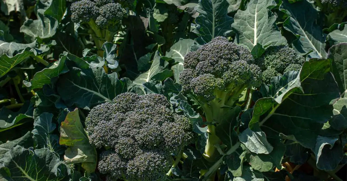 How To Grow Broccoli In Containers: The Complete Guide