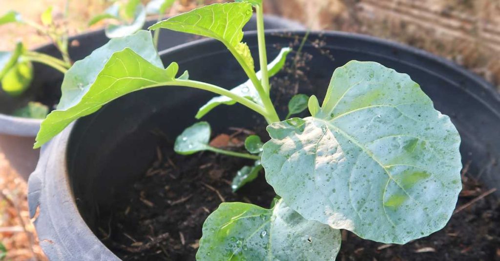 How To Grow Broccoli In Containers