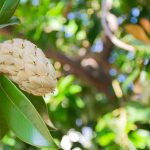Are Magnolia Fruit Edible? (Answered)