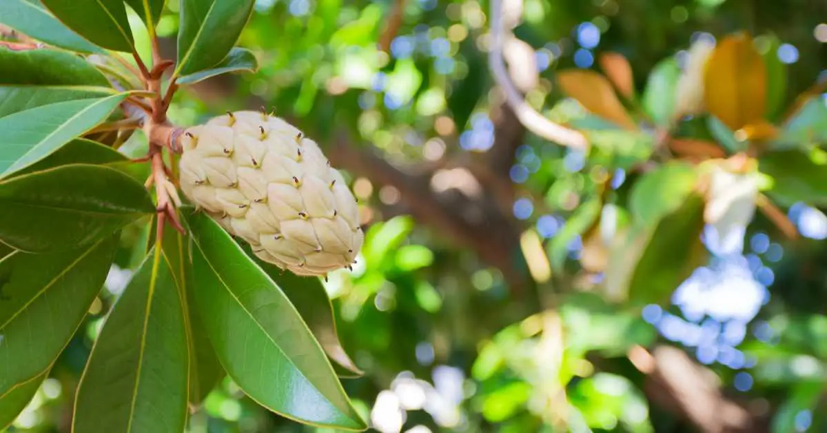 Are Magnolia Fruit Edible? (Answered)