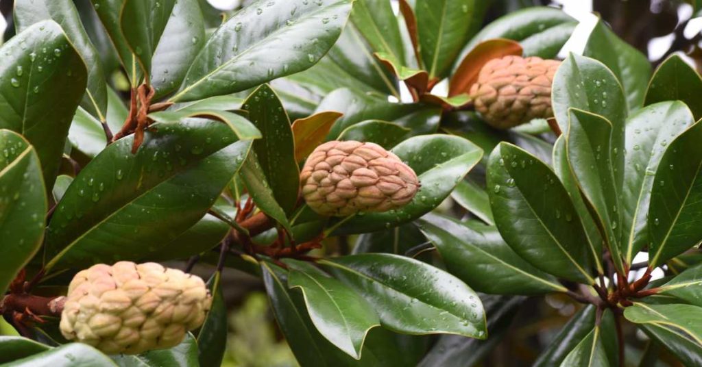 Are Magnolia Fruit Edible